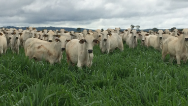 46o-treinamento-em-sistema-rotacionado-370x208